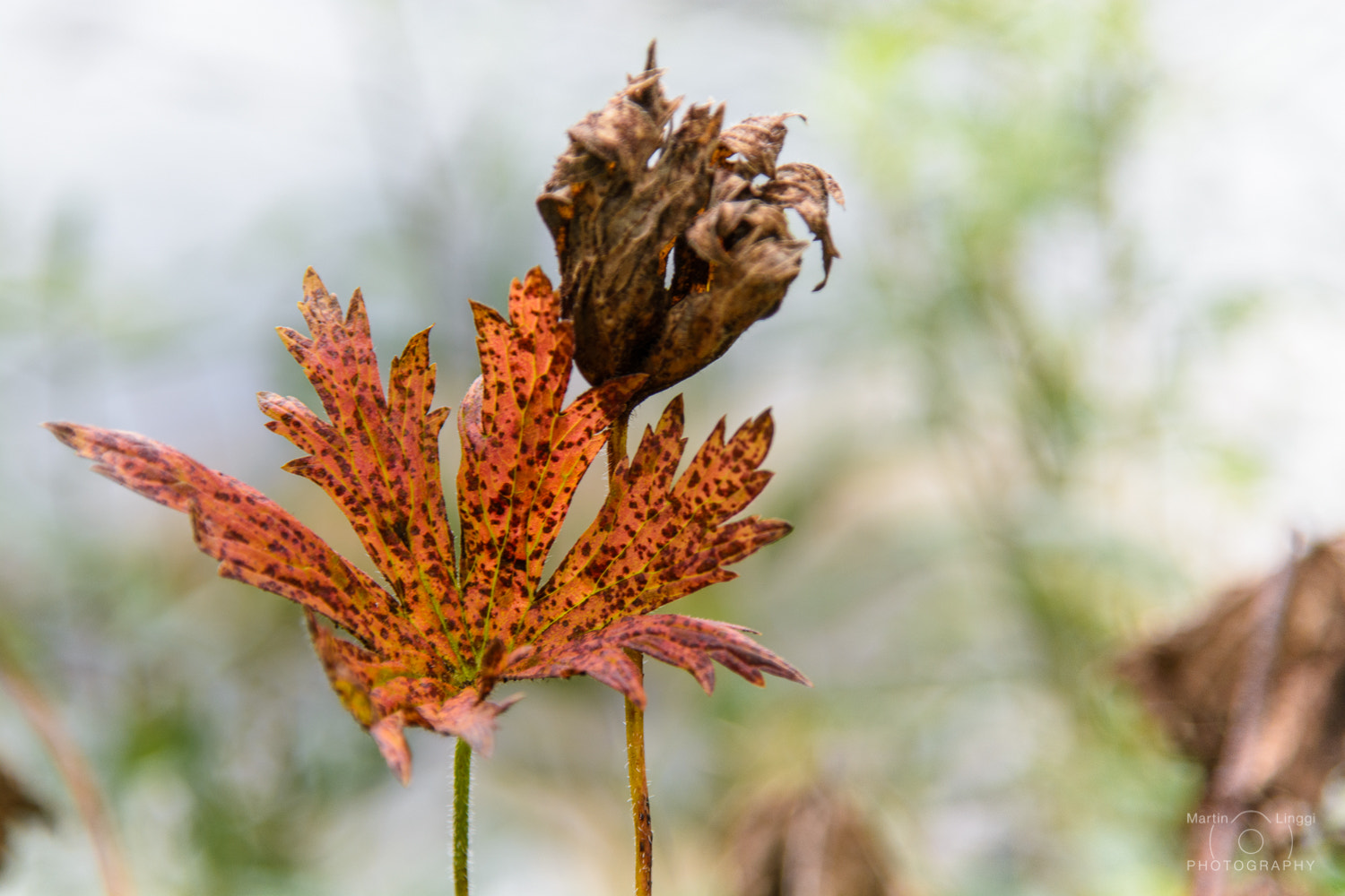 Nikon AF-S Nikkor 24-120mm F4G ED VR sample photo. Rusty fall photography