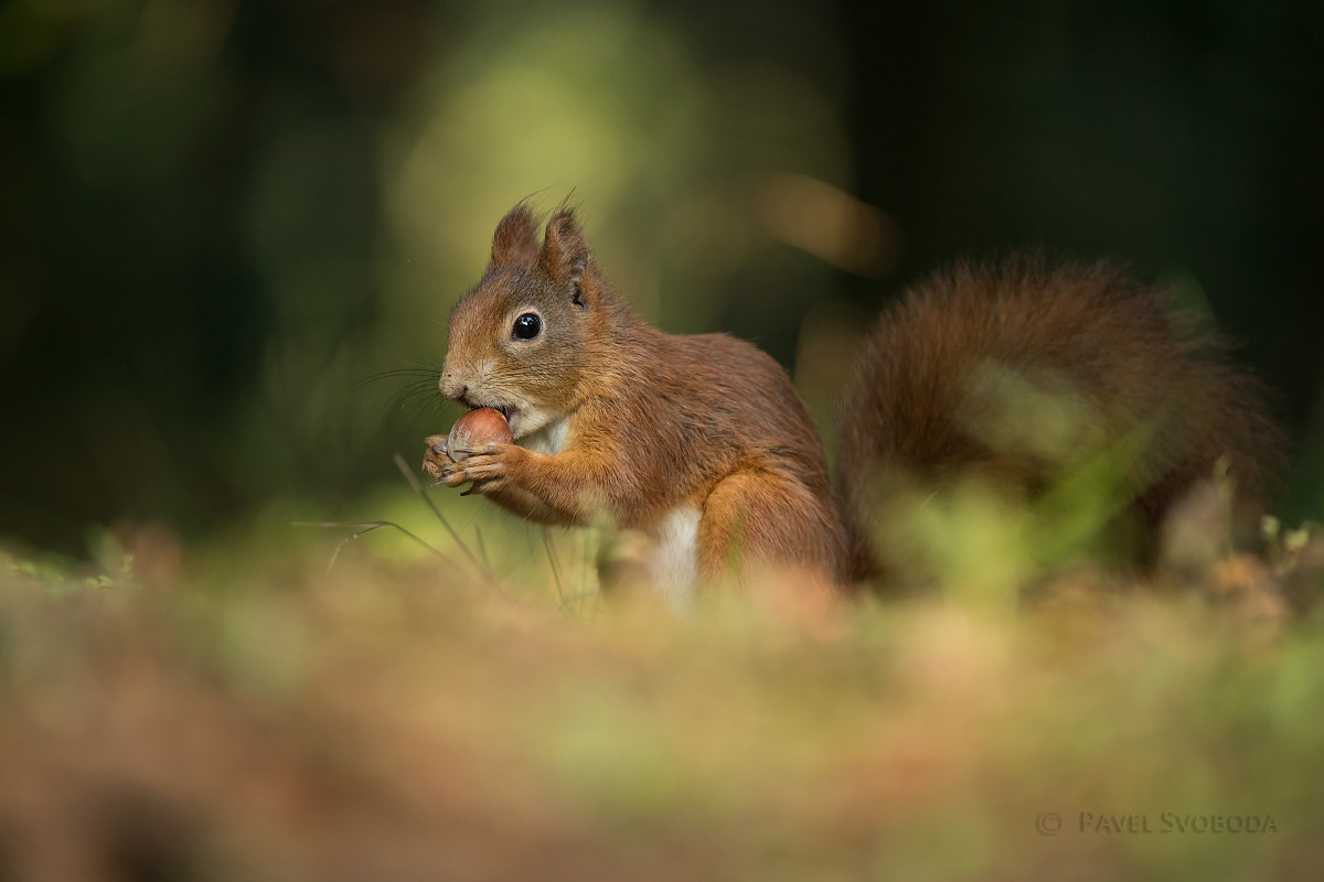 Nikon Nikkor AF-S 300mm F4E PF ED VR sample photo. Squirrel photography