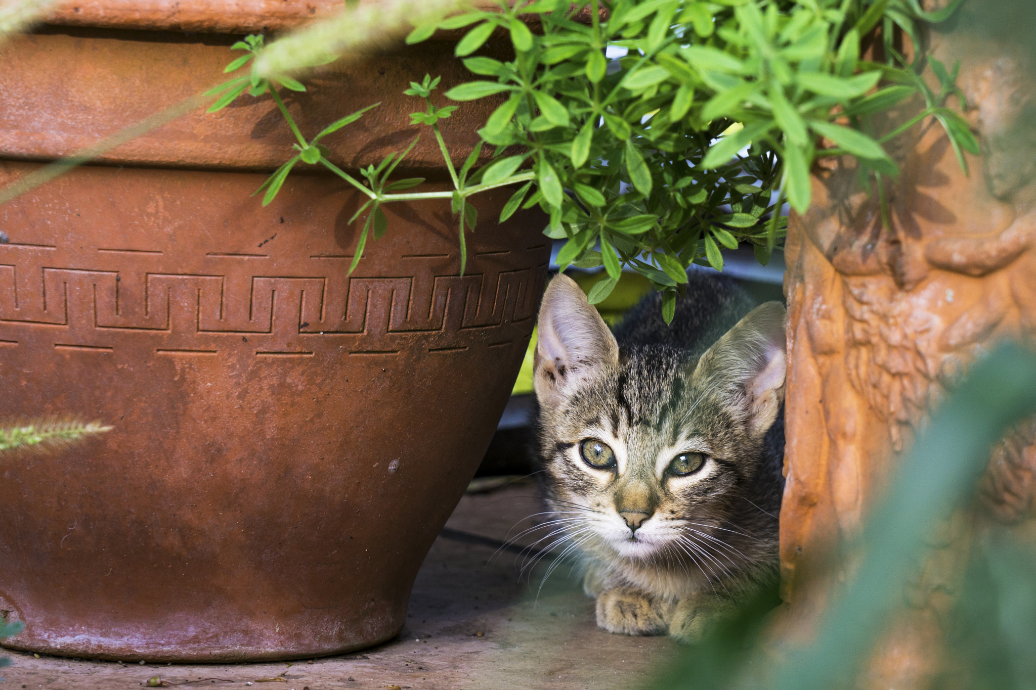 Sony FE 24-70mm F2.8 GM sample photo. Miaooooo (✿◠‿◠) photography