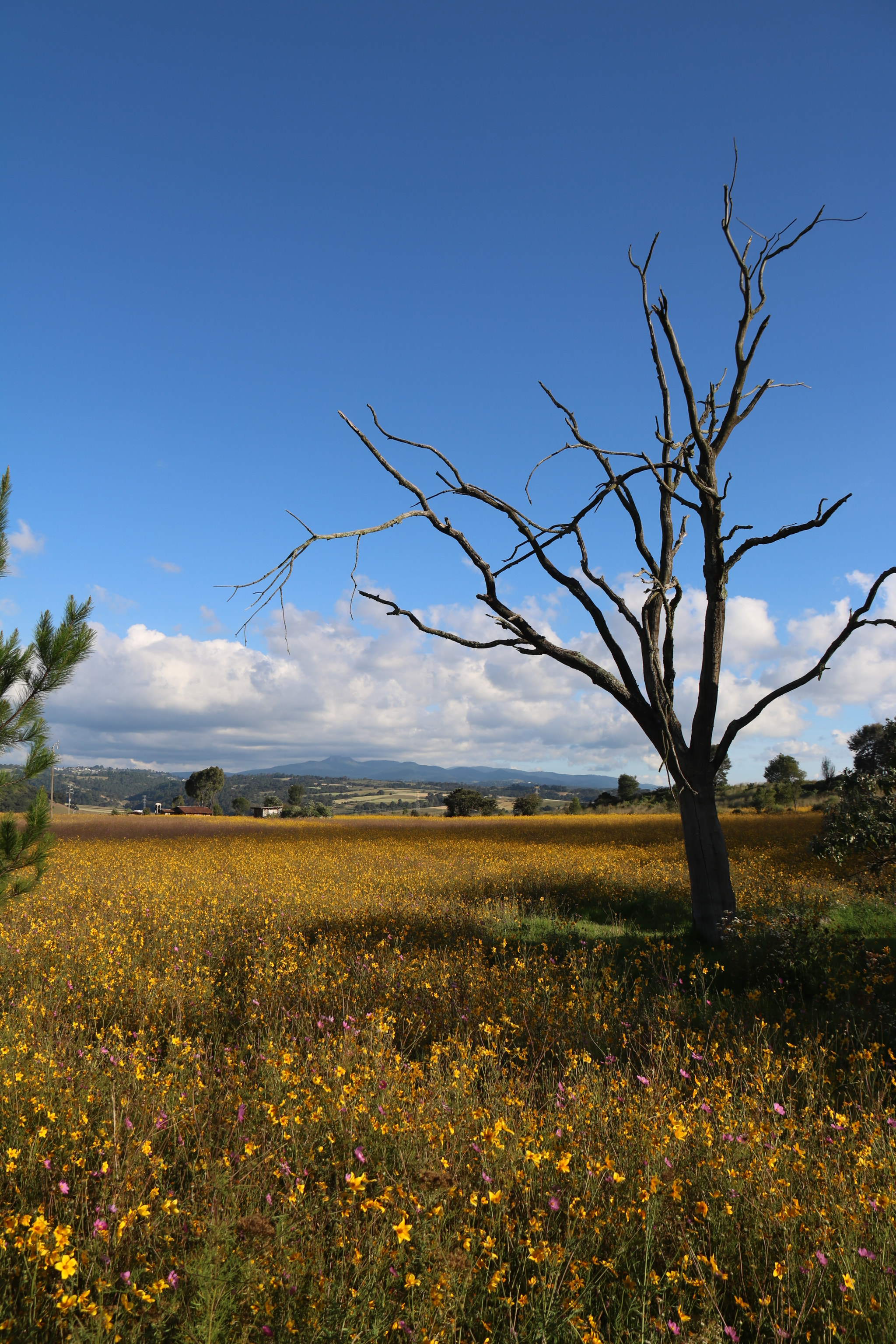 Canon EOS 750D (EOS Rebel T6i / EOS Kiss X8i) sample photo