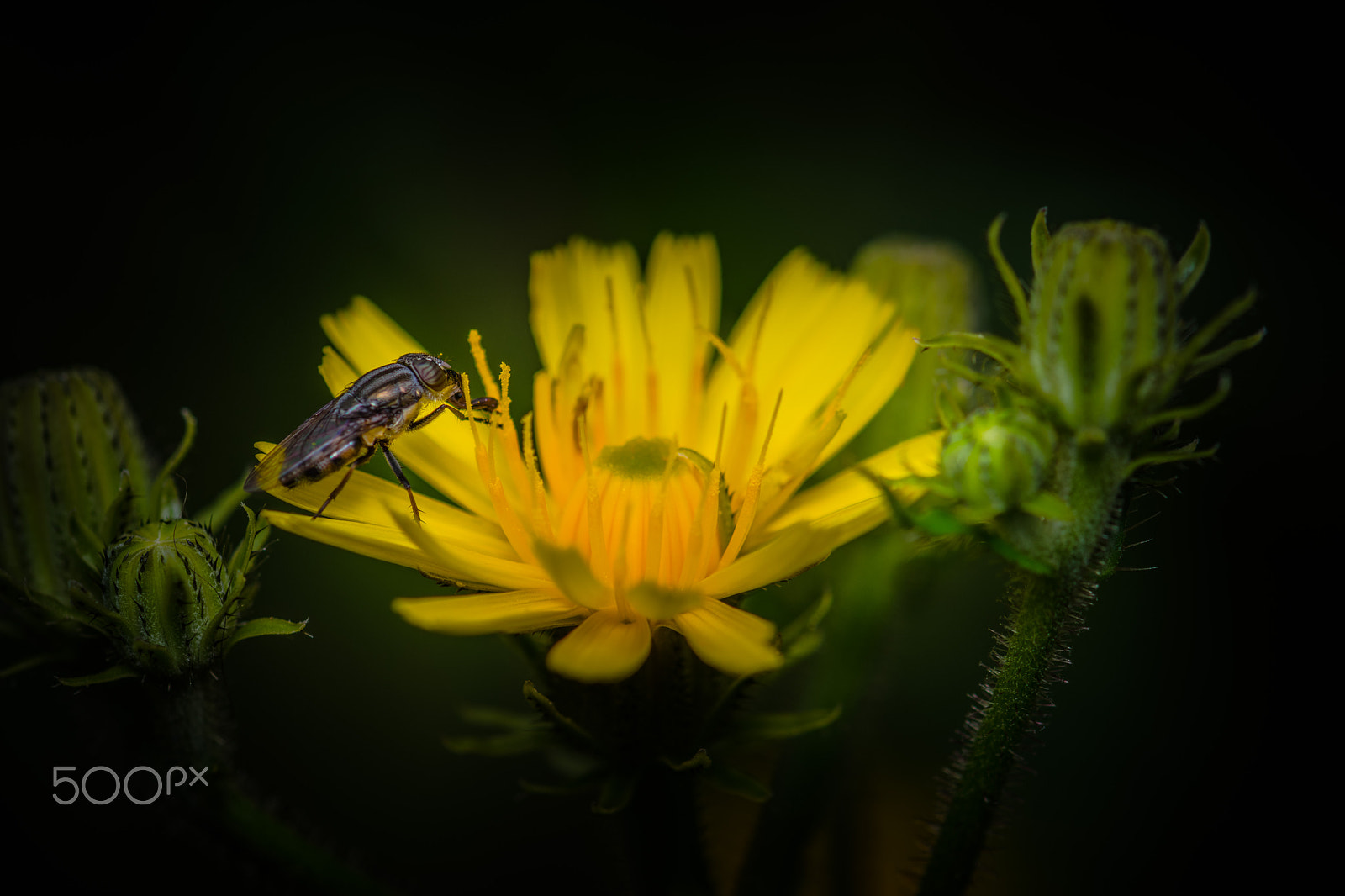 Nikon AF-S Micro-Nikkor 105mm F2.8G IF-ED VR sample photo. Fly on flower photography