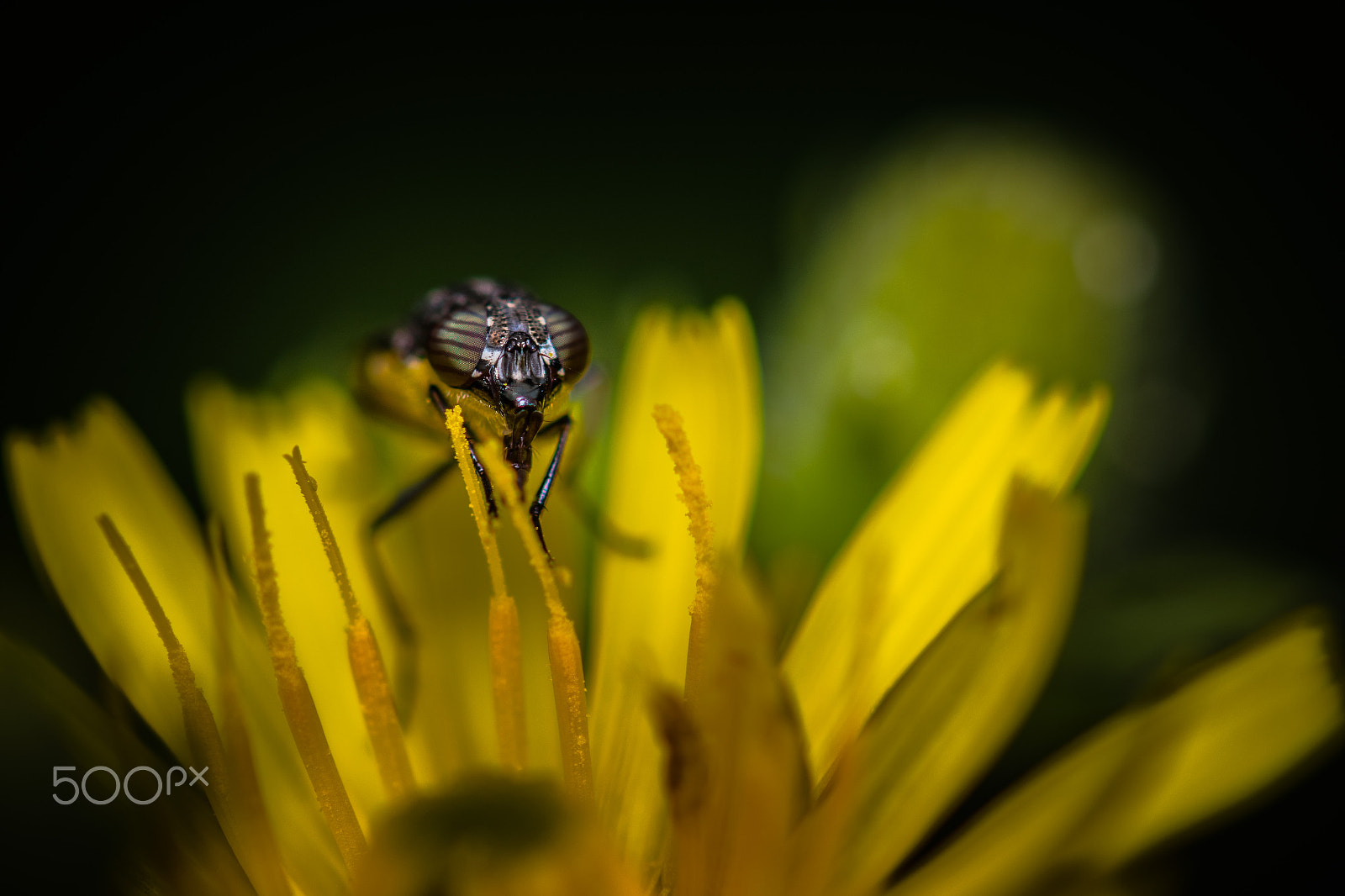 Nikon AF-S Micro-Nikkor 105mm F2.8G IF-ED VR sample photo. Fly on flower photography