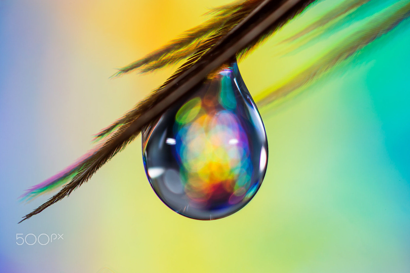 Canon EOS 6D + Canon MP-E 65mm F2.5 1-5x Macro Photo sample photo. Droplet colorful photography