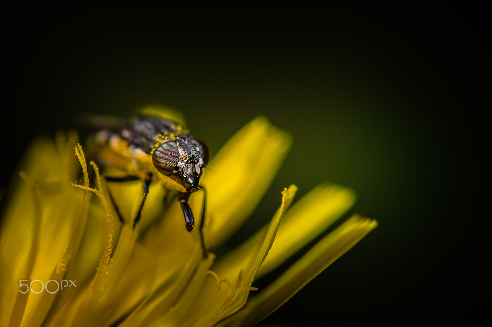 Nikon AF-S Micro-Nikkor 105mm F2.8G IF-ED VR sample photo. Fly on flower photography