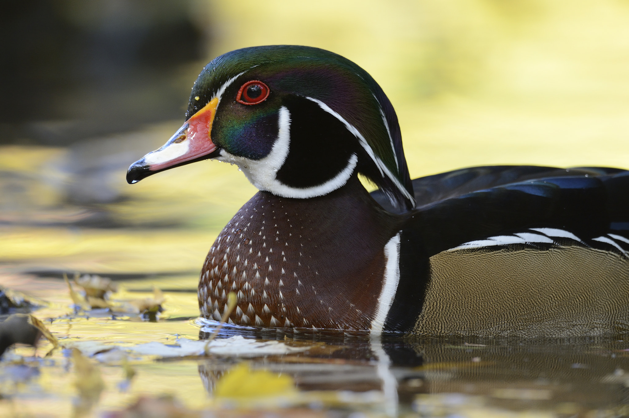 Nikon D4 sample photo. Canard branchu/ aix sponsa/ wood duck photography