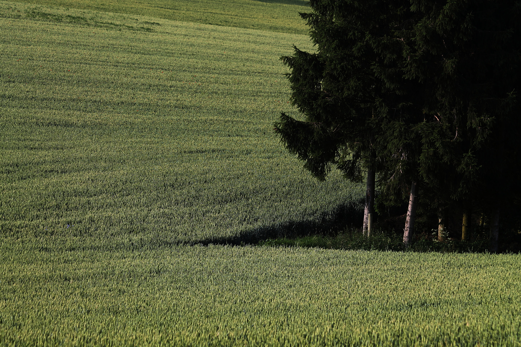 Canon EF 70-300mm F4-5.6 IS USM sample photo. Green photography