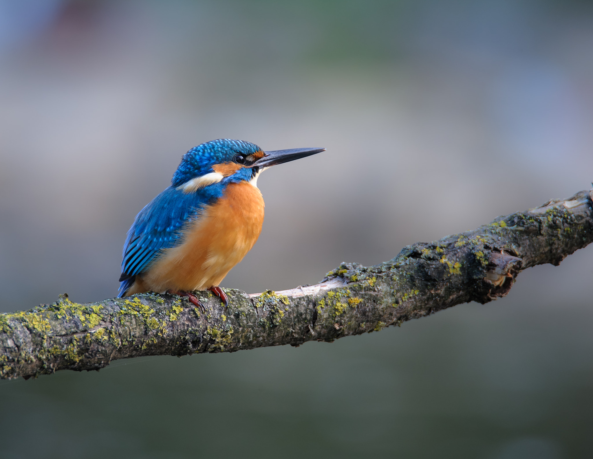 Nikon D3 sample photo. Another day...another kingfisher photography