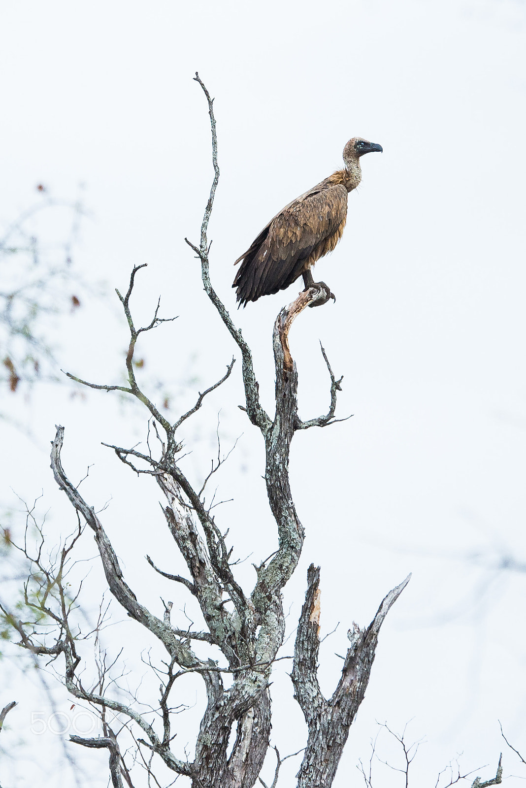 Nikon D600 sample photo. White backed vulture photography