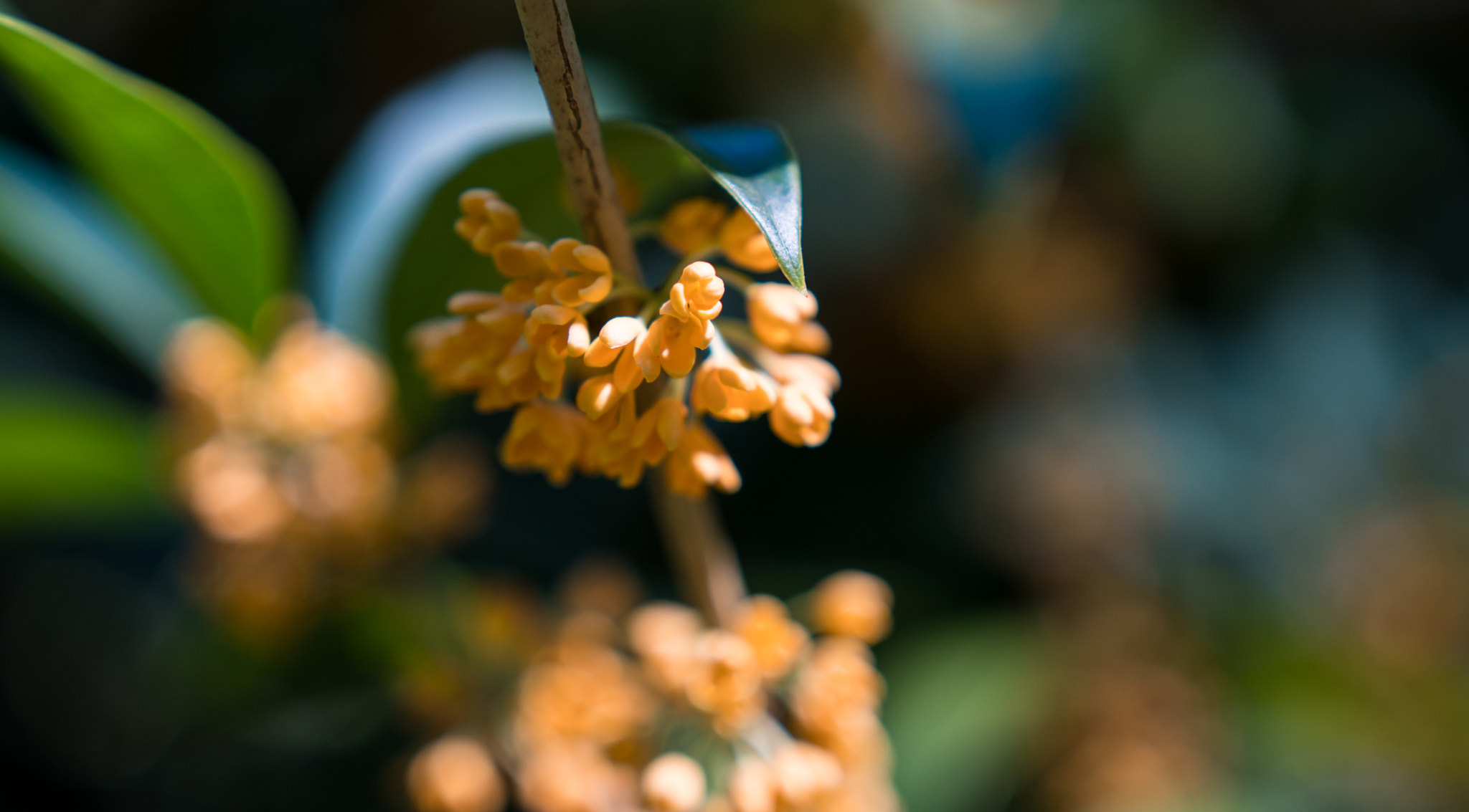 Sony a6300 + 18-35mm F1.8 DC HSM | Art 013 sample photo. Orange photography