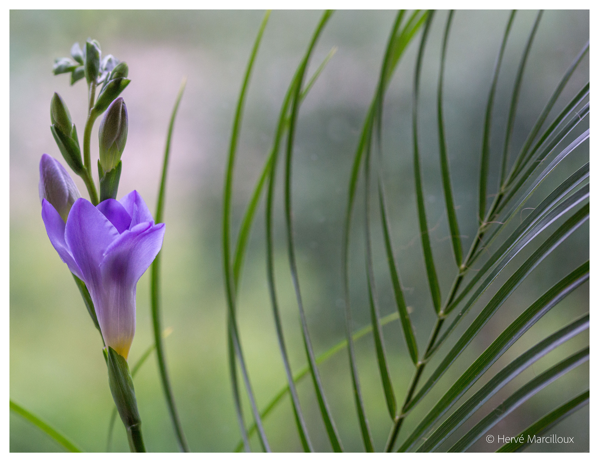 Sony SLT-A77 + 105mm F2.8 sample photo. Flower photography