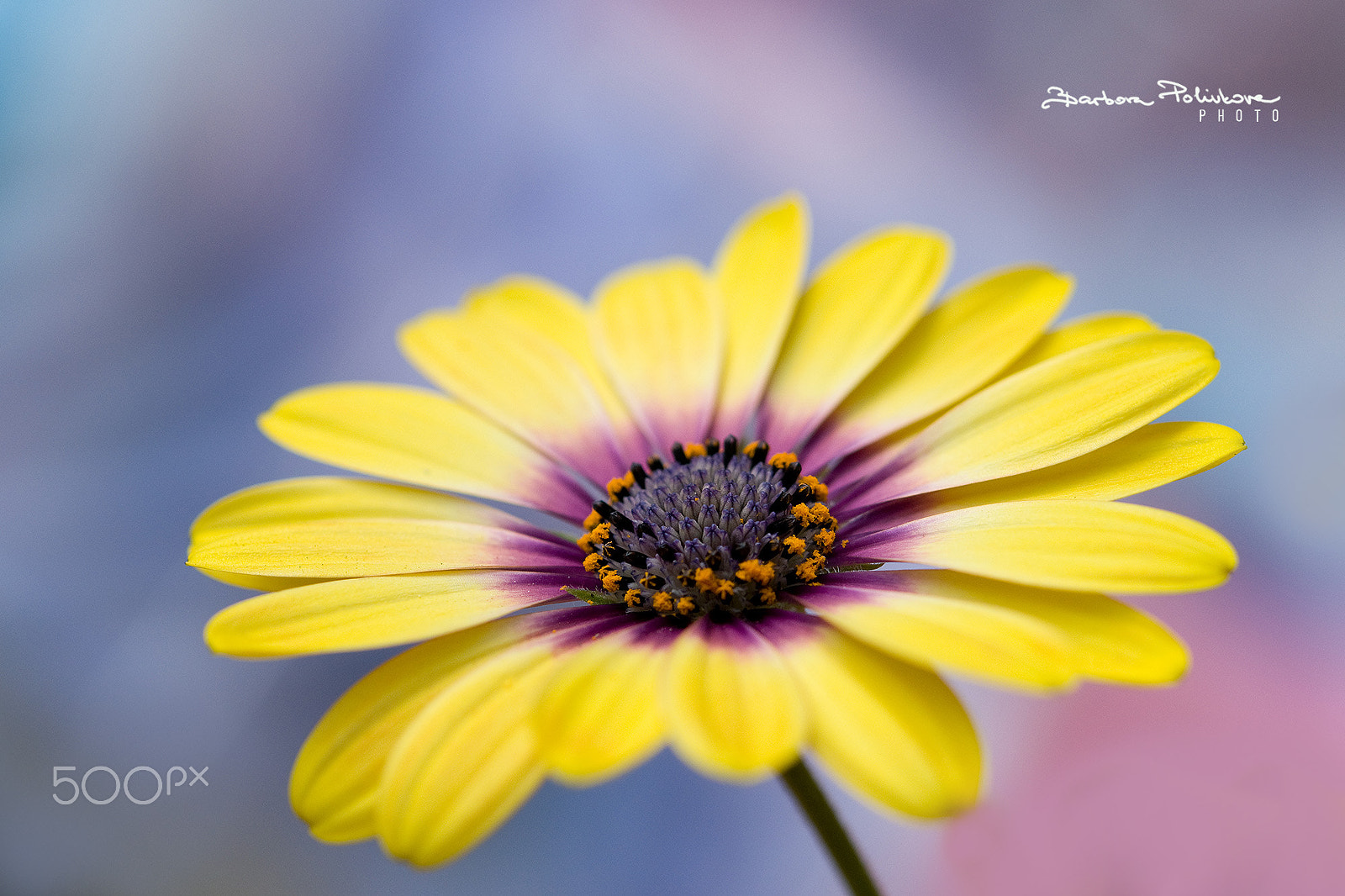 Nikon AF-S Micro-Nikkor 60mm F2.8G ED sample photo. Sunshine photography