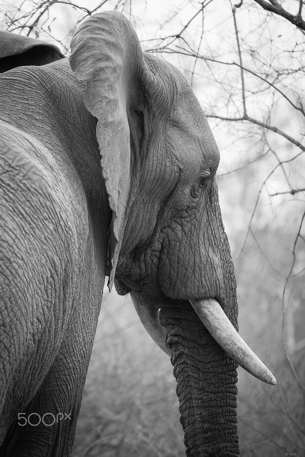 Nikon D600 sample photo. Elephant photography