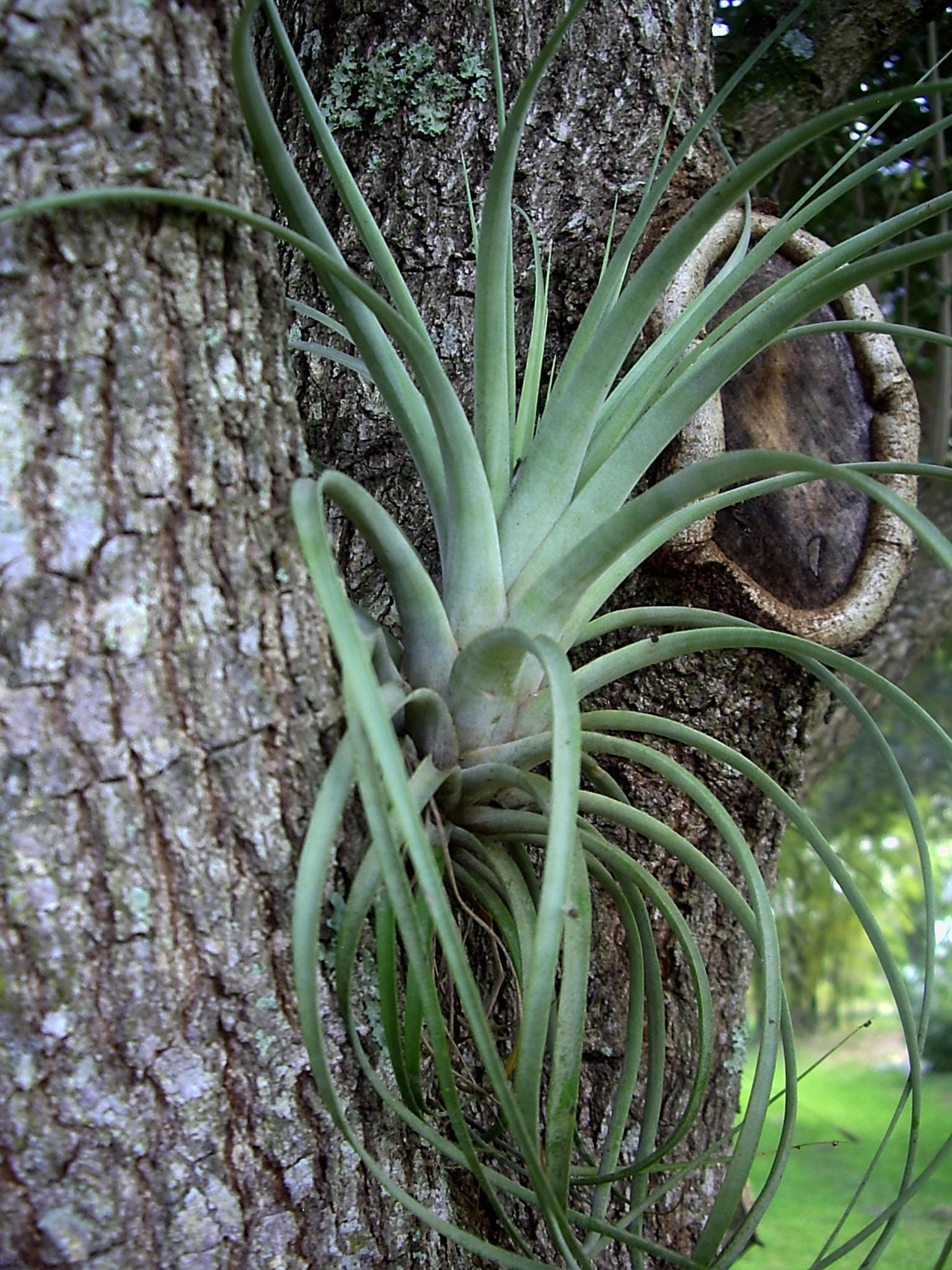 Pentax OPTIO A10 sample photo. Hanging on photography