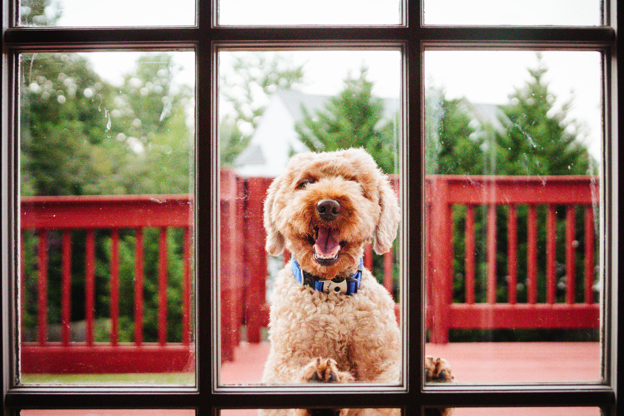 Canon EOS 1200D (EOS Rebel T5 / EOS Kiss X70 / EOS Hi) sample photo. Let me in, please. photography