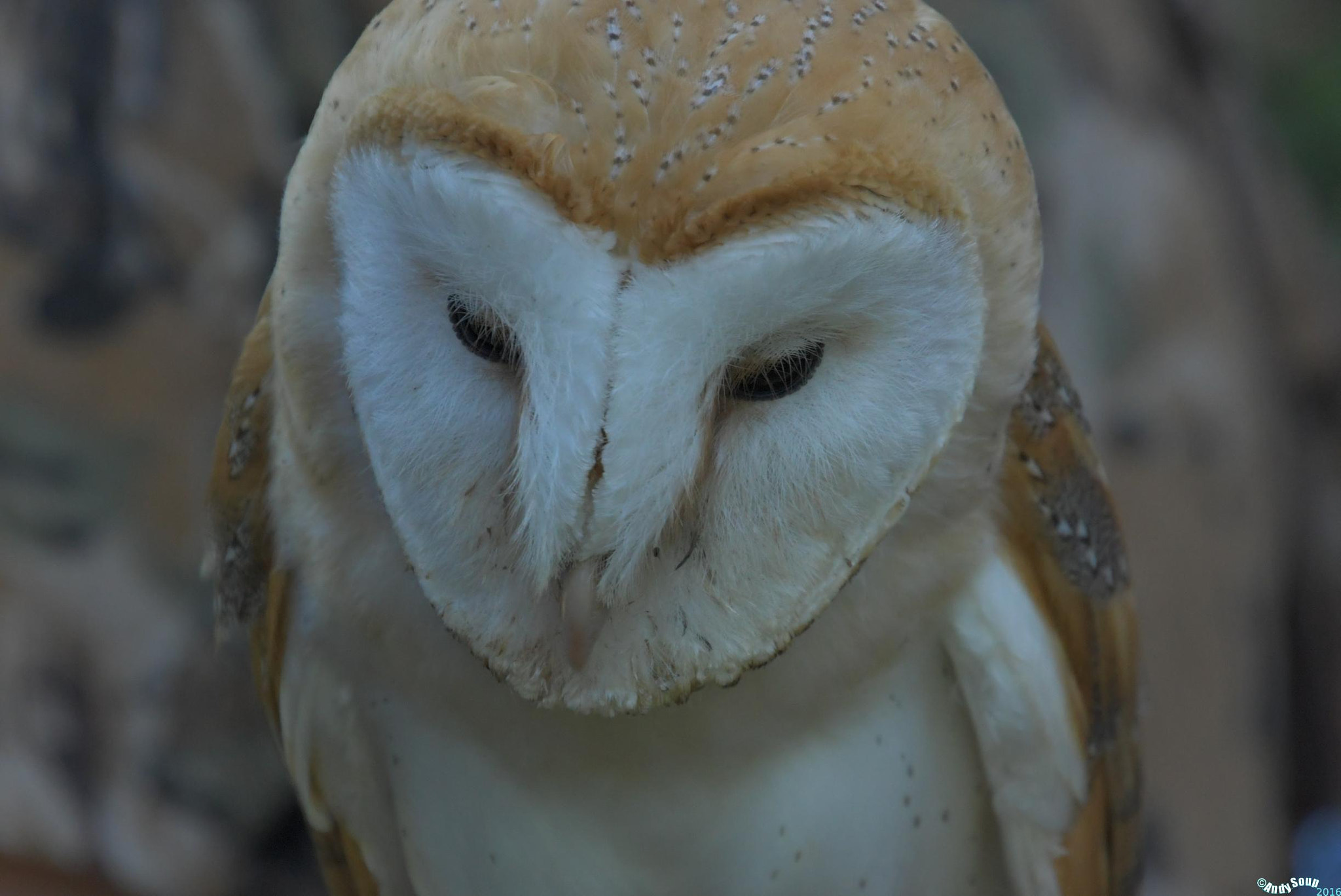 Nikon D500 sample photo. Shy look photography
