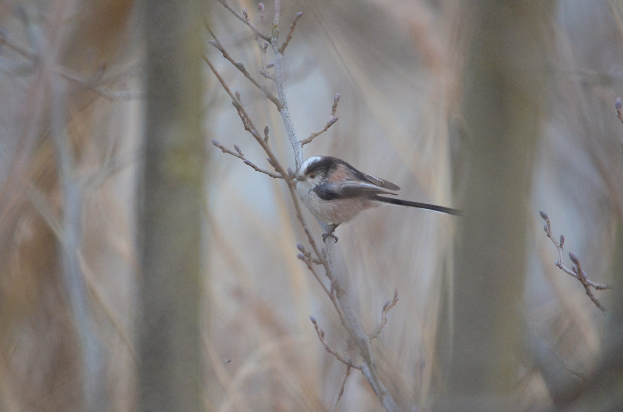 Sigma 150-500mm F5-6.3 DG OS HSM sample photo. Long tailed tit photography