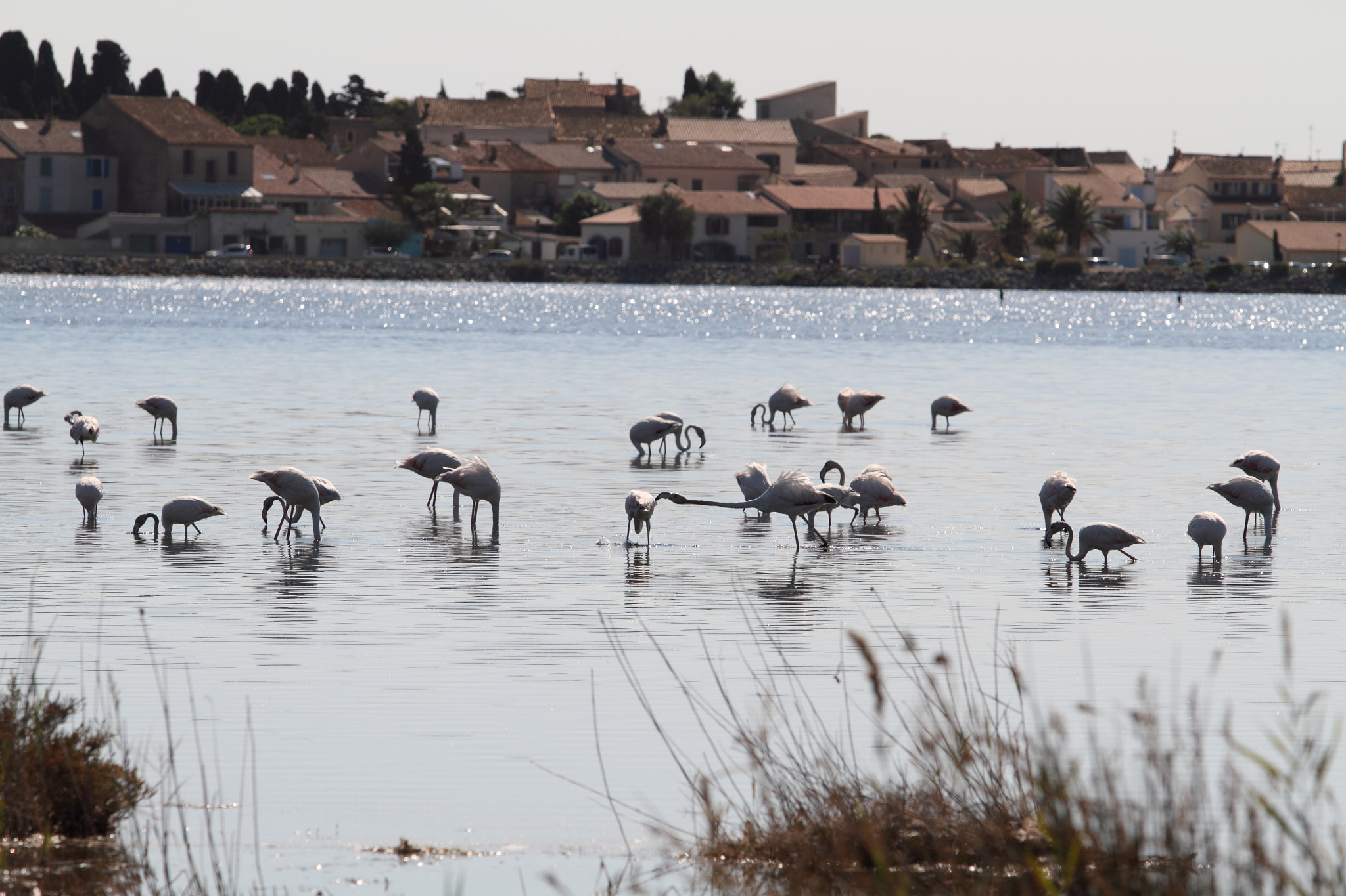 Canon EF 70-200mm F2.8L USM sample photo. Flamingos photography