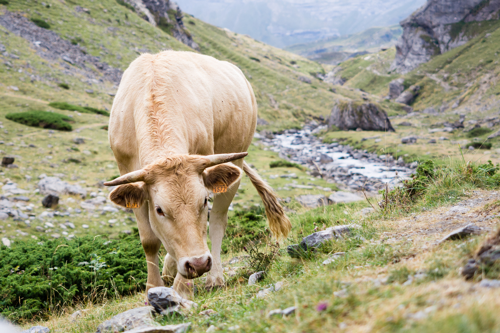 Olympus PEN E-PL5 sample photo. Cows in the mountain photography