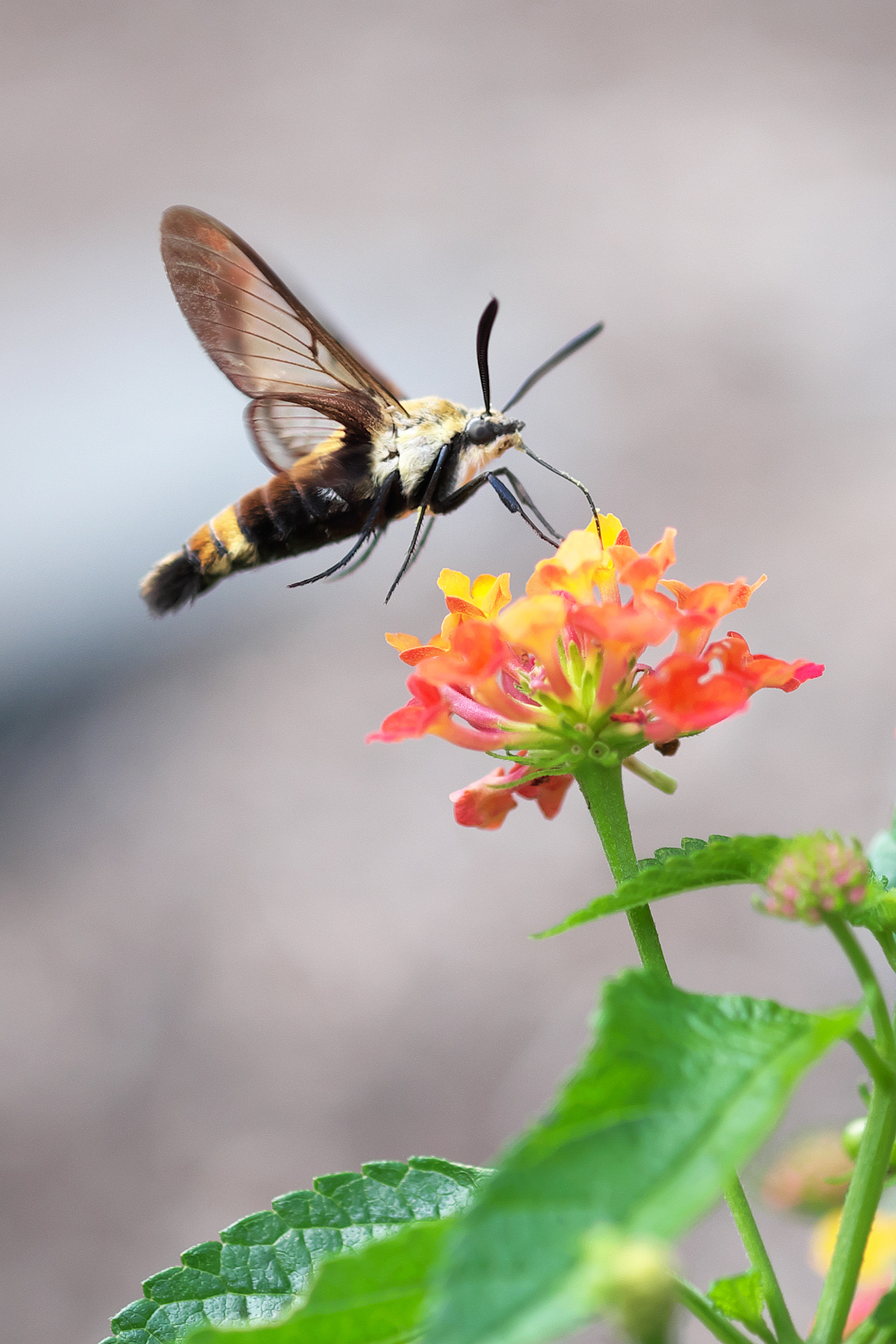 Fujifilm X-T1 + Fujifilm XF 60mm F2.4 R Macro sample photo. Quick sip photography