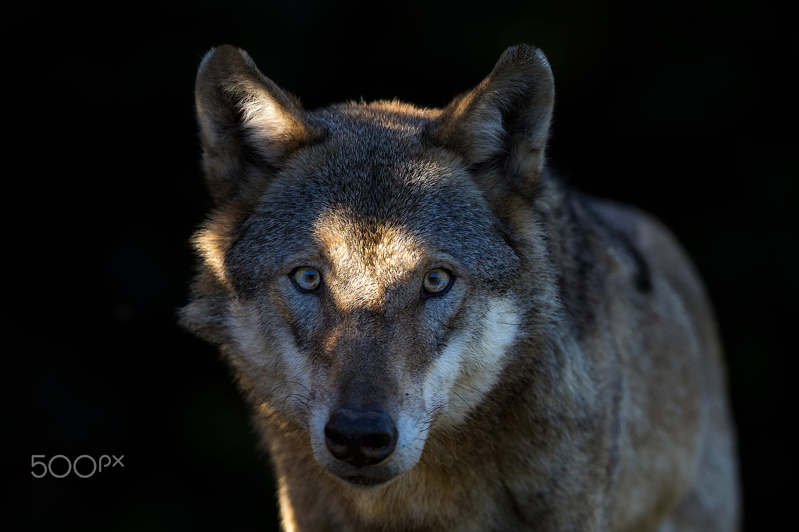 Canon EF 300mm F2.8L IS II USM sample photo. Uky the wolf..... photography