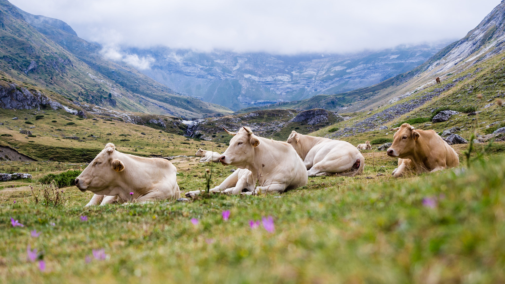 Olympus PEN E-PL5 sample photo. Cows in the mountain photography