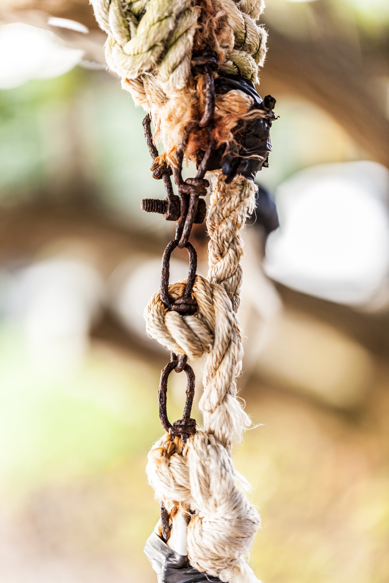 Canon EF 100mm F2.8L Macro IS USM sample photo. Intertwined photography