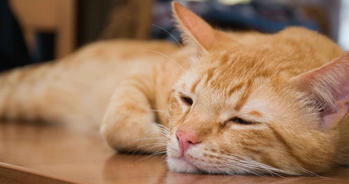 Nikon D300 sample photo. Melancholy photography