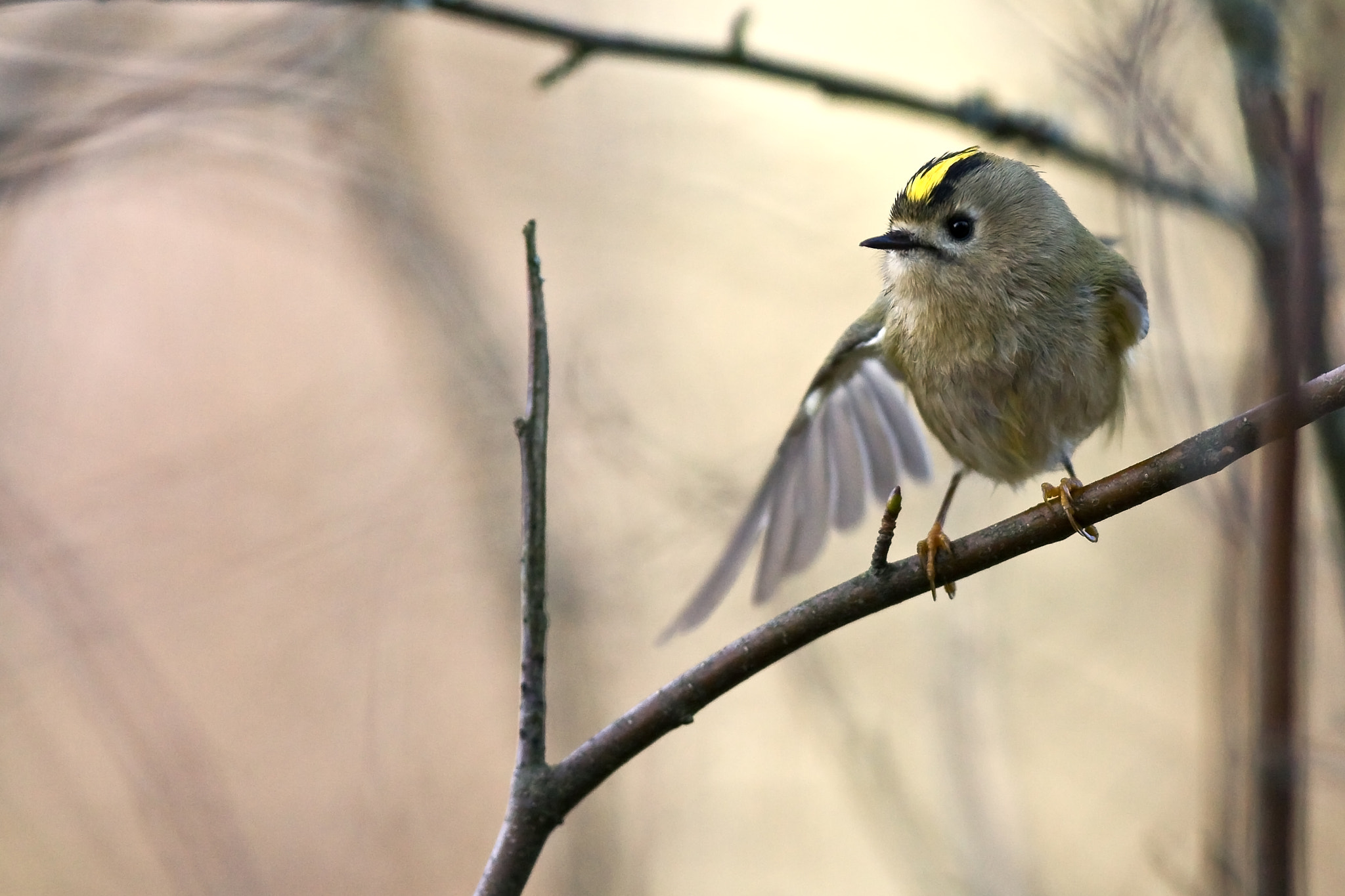 Canon EOS 50D + Canon EF 300mm F2.8L IS USM sample photo. Goldcrest photography