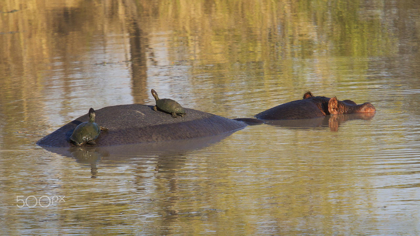 Canon EF 70-200mm F2.8L IS USM sample photo. Unlikely friends photography