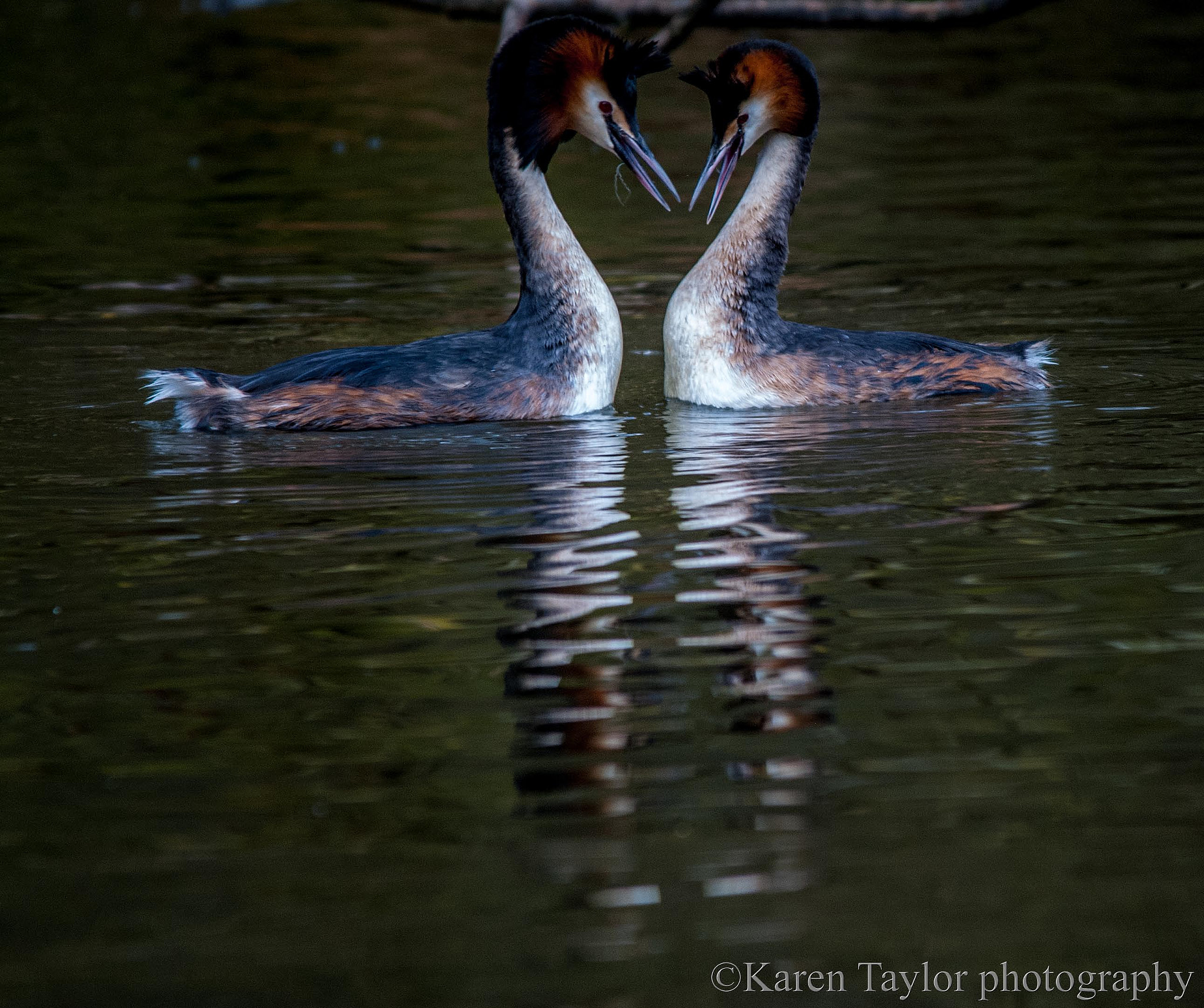 Nikon D80 sample photo. Great crested grebes photography
