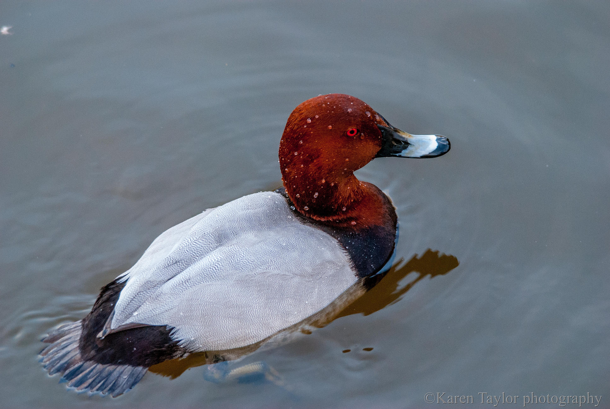 Sigma 150-500mm F5-6.3 DG OS HSM sample photo. Common pochard photography