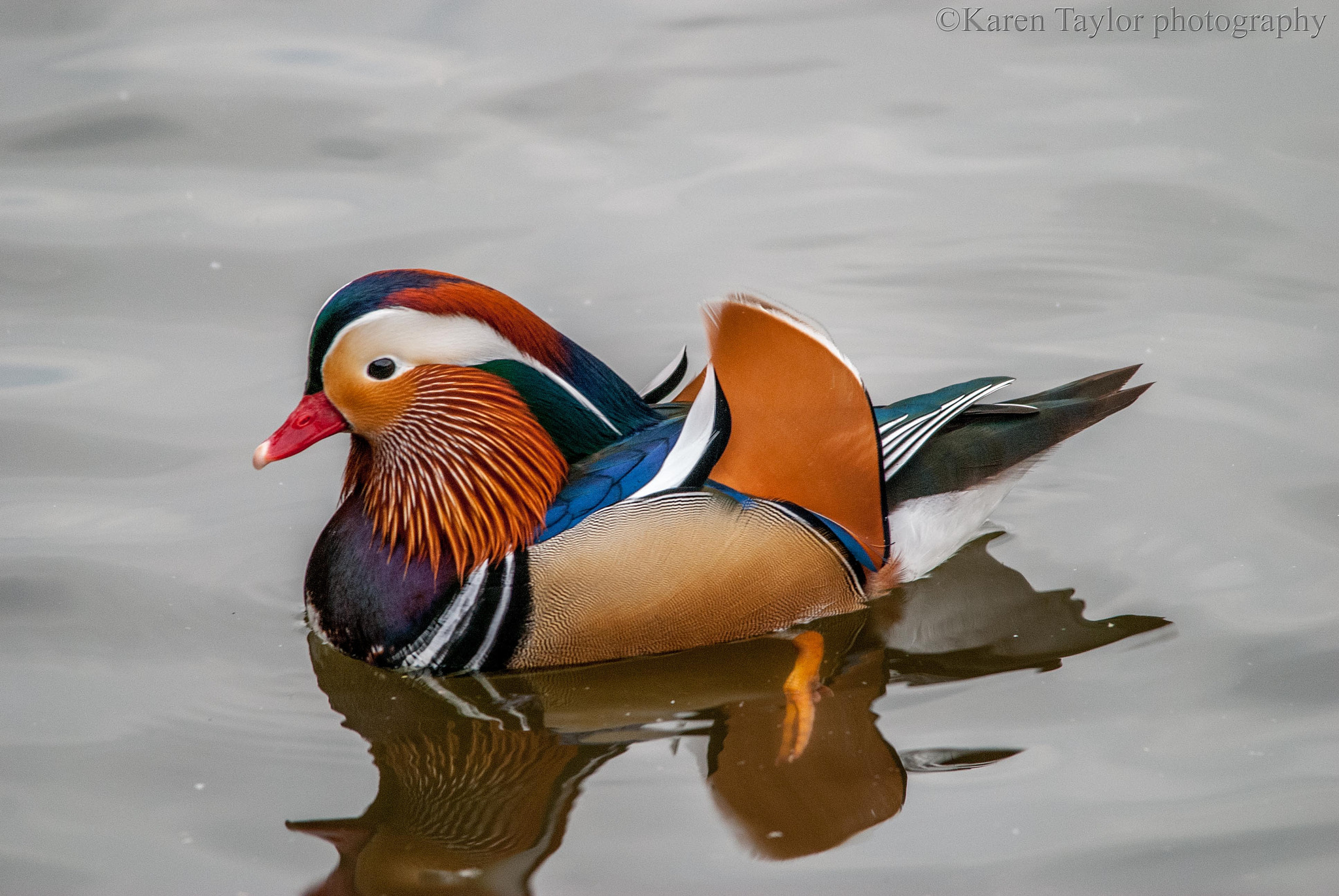 Sigma 150-500mm F5-6.3 DG OS HSM sample photo. Mandarin 1 photography