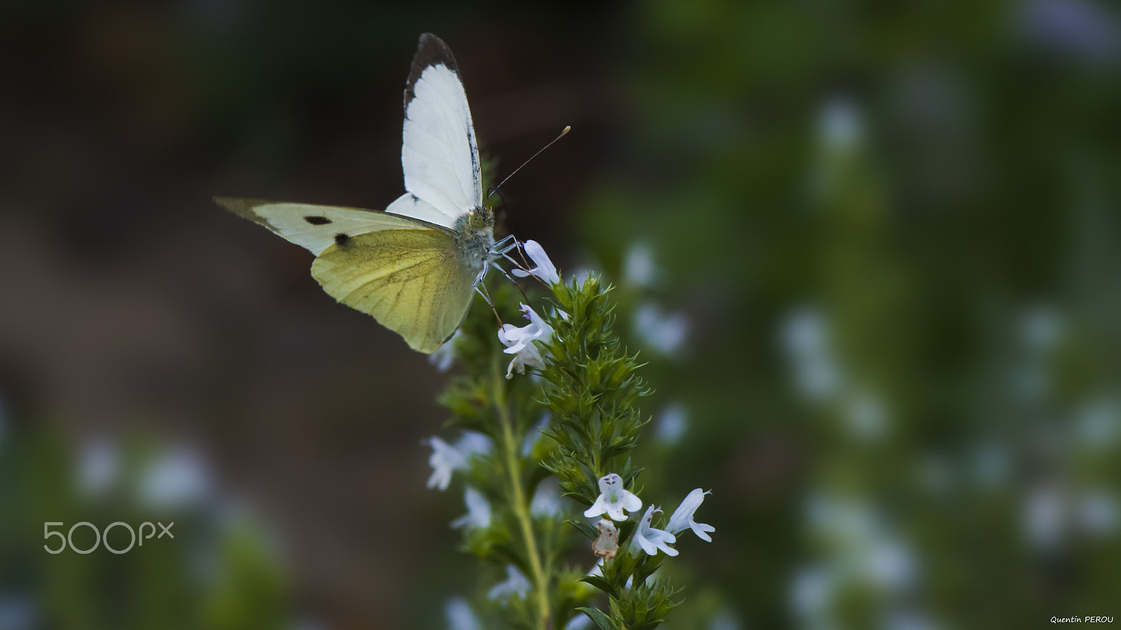 Nikon AF-S Micro-Nikkor 105mm F2.8G IF-ED VR sample photo. Le papillon photography