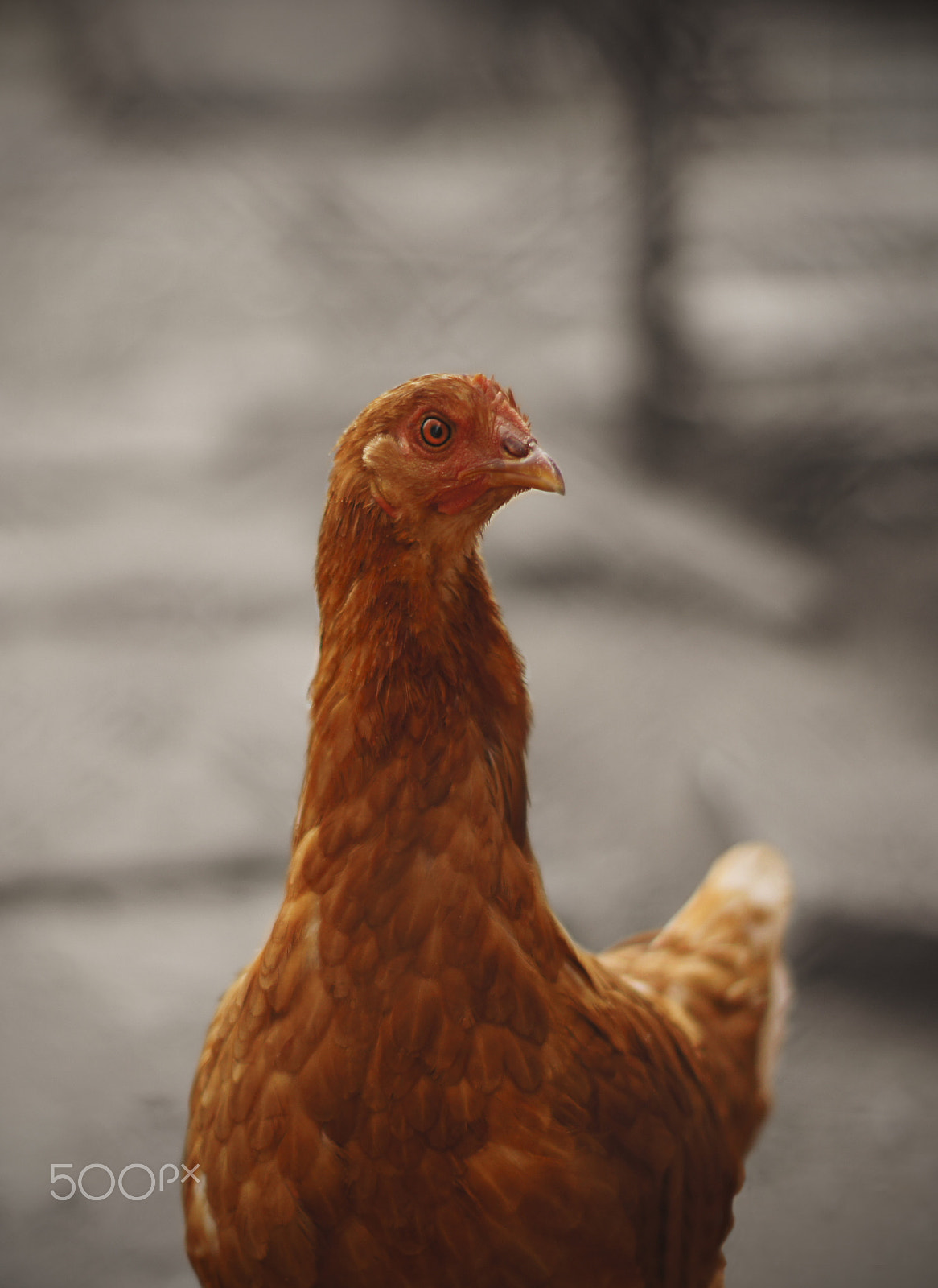 Sony SLT-A55 (SLT-A55V) + Minolta AF 50mm F1.4 [New] sample photo. Reggy the curious red chicken photography