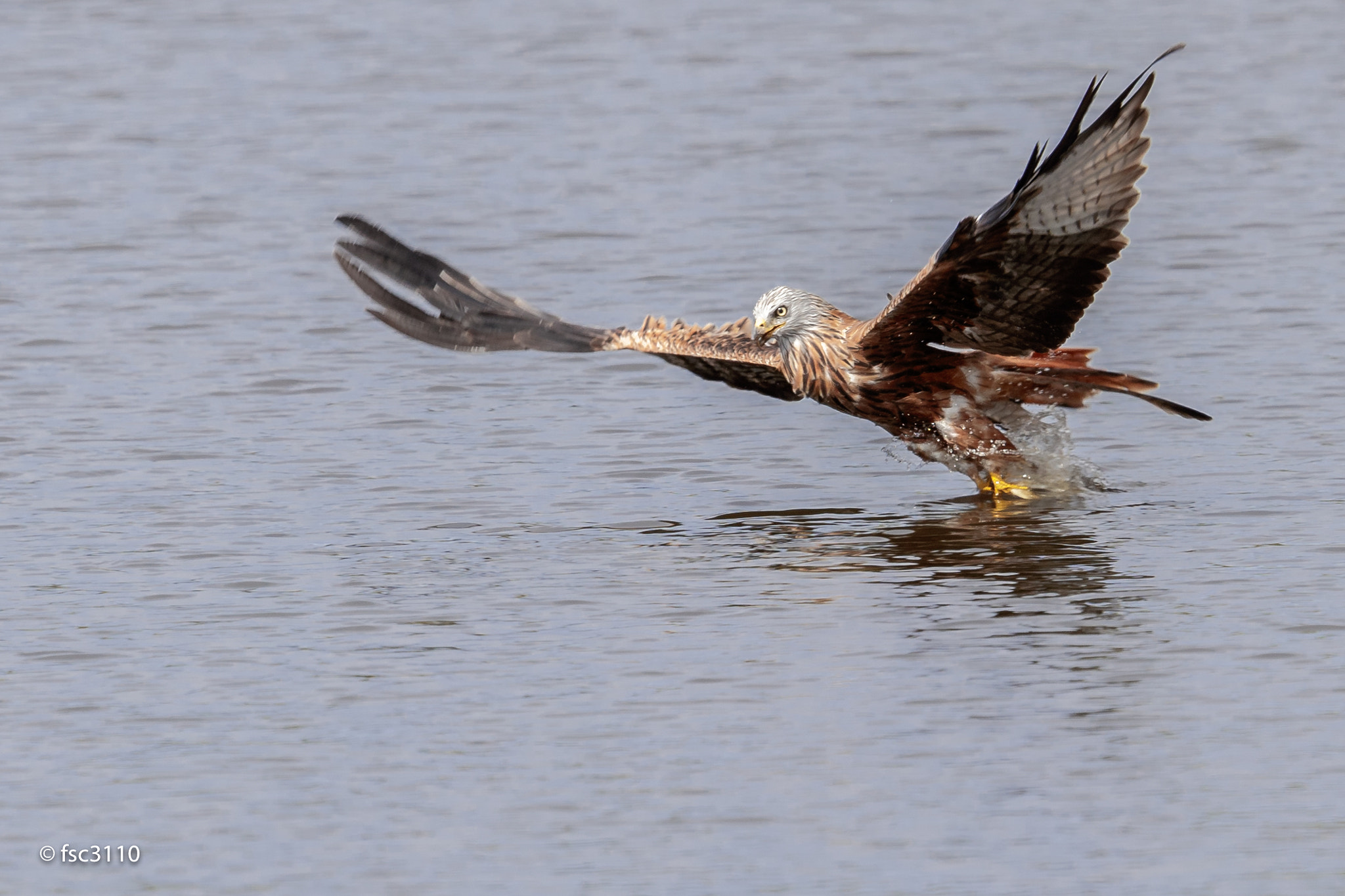 Canon EF 500mm F4L IS II USM sample photo. Red kite catching a fish photography