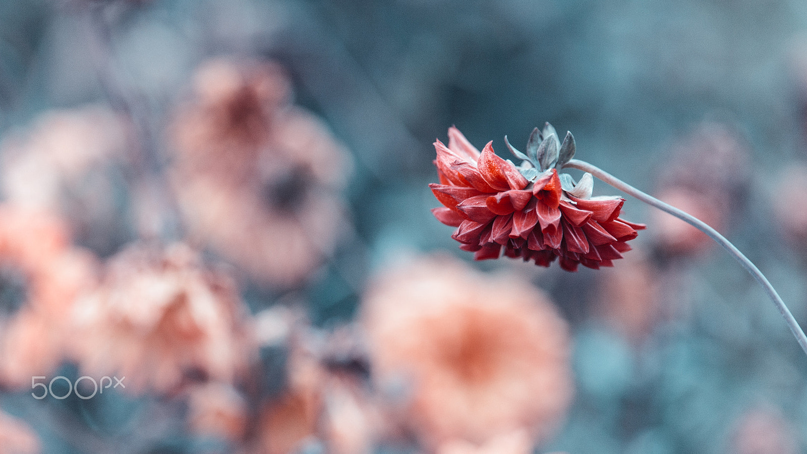 Canon EF 200mm F2.8L II USM sample photo. Flower photography