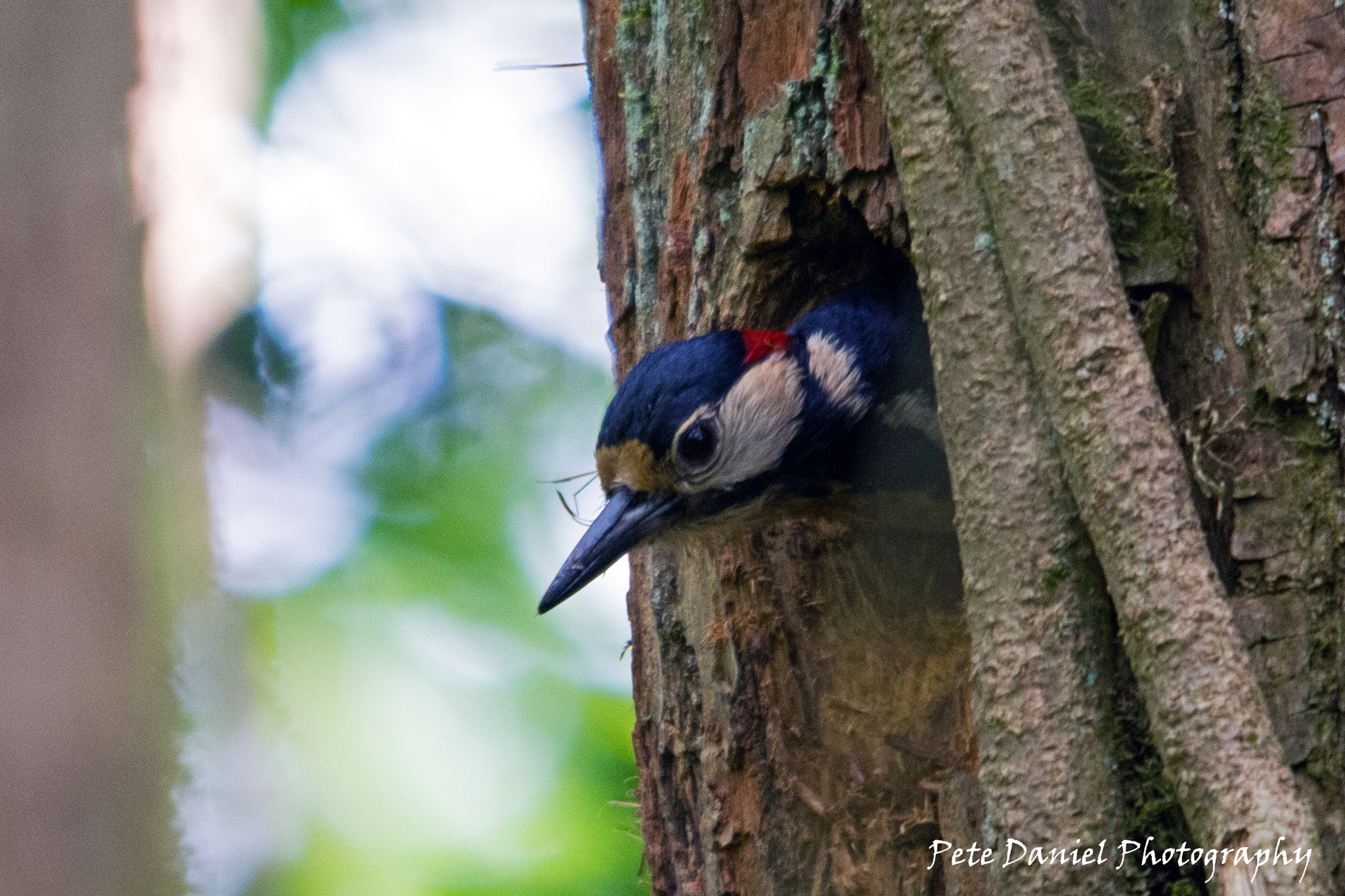 Sigma 150-500mm F5-6.3 DG OS HSM sample photo. Male greater spotted woodpecker photography