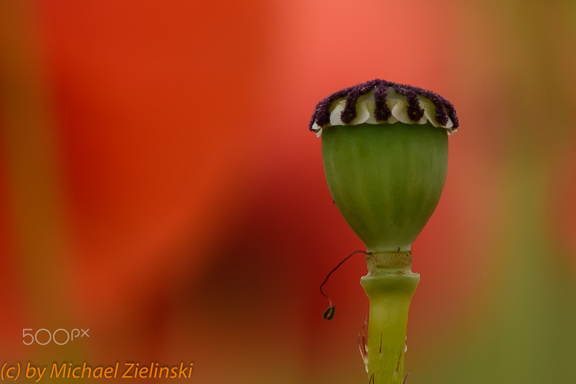 Sigma 105mm F2.8 EX DG OS HSM sample photo. Mohn photography