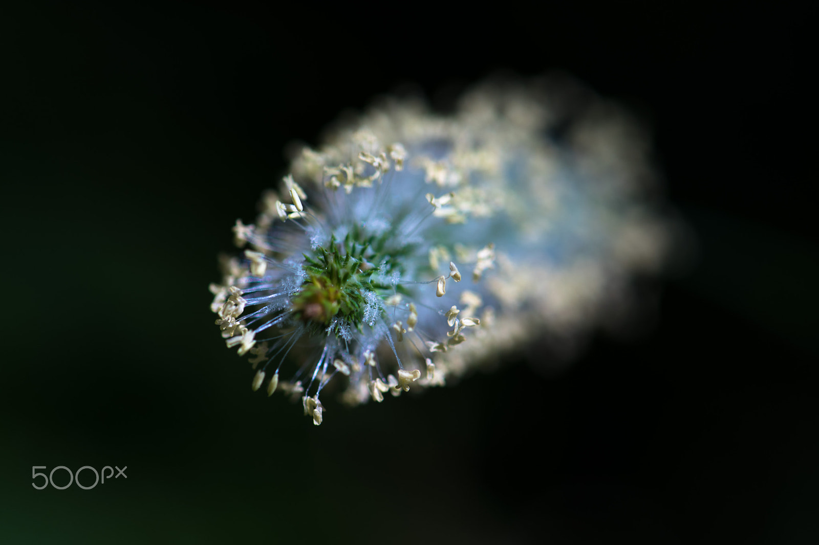 Nikon AF-S Micro-Nikkor 105mm F2.8G IF-ED VR sample photo. Stamen photography