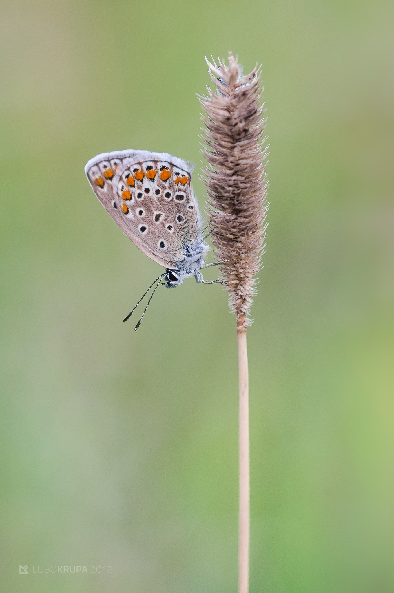 Pentax K-r sample photo. Polyommatus icarus photography