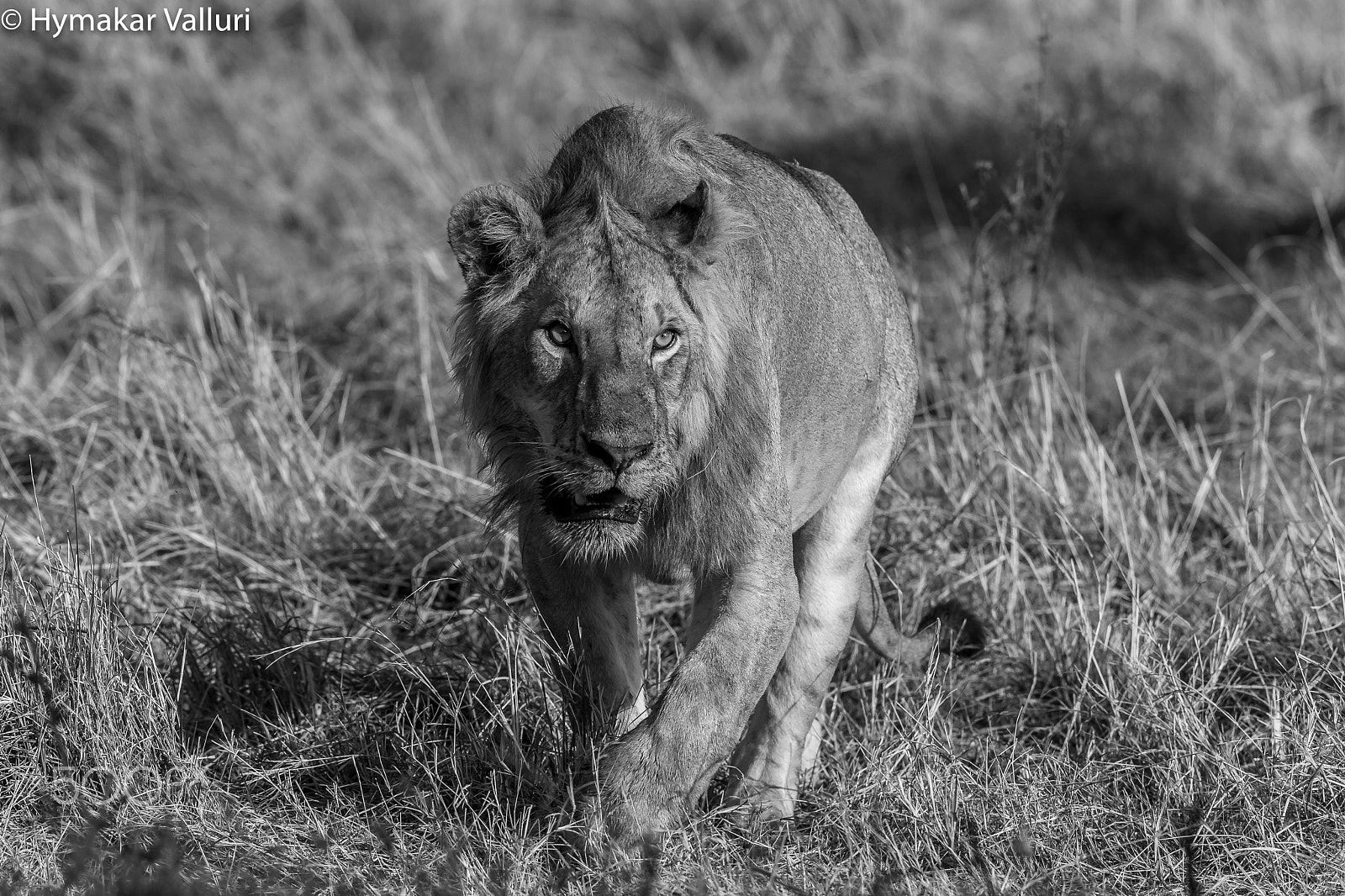 Canon EF 500mm F4L IS II USM sample photo. Lion photography