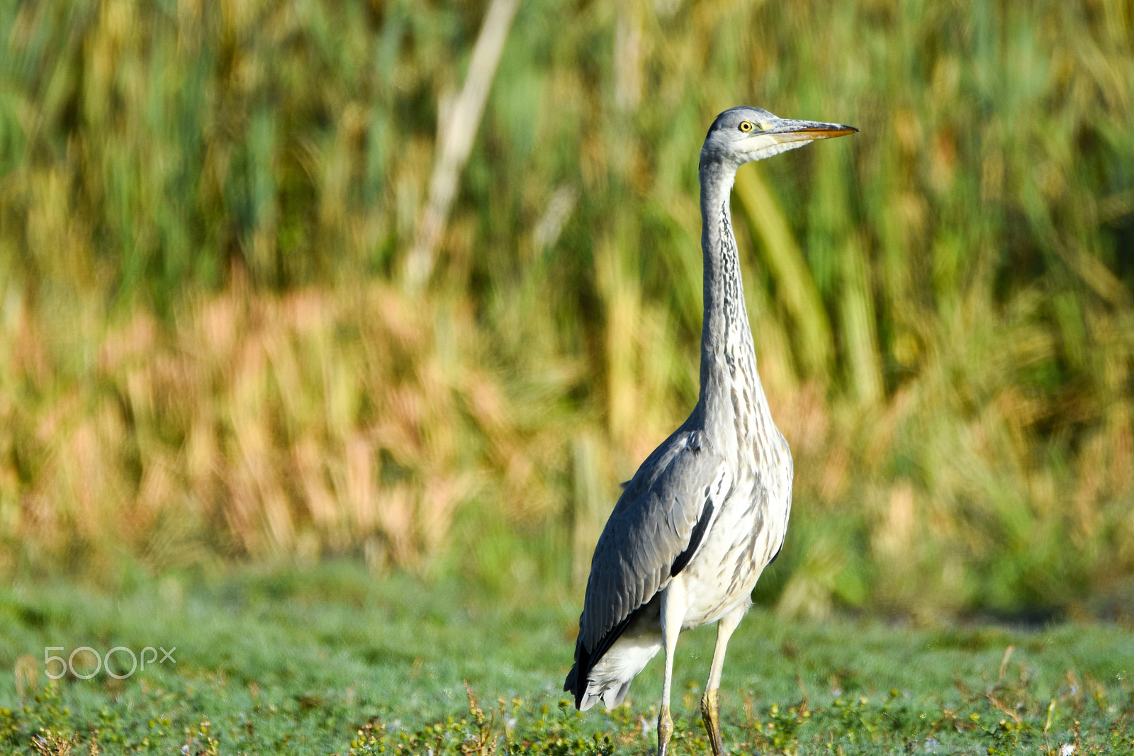Tamron SP 150-600mm F5-6.3 Di VC USD sample photo. Heron spotlight photography