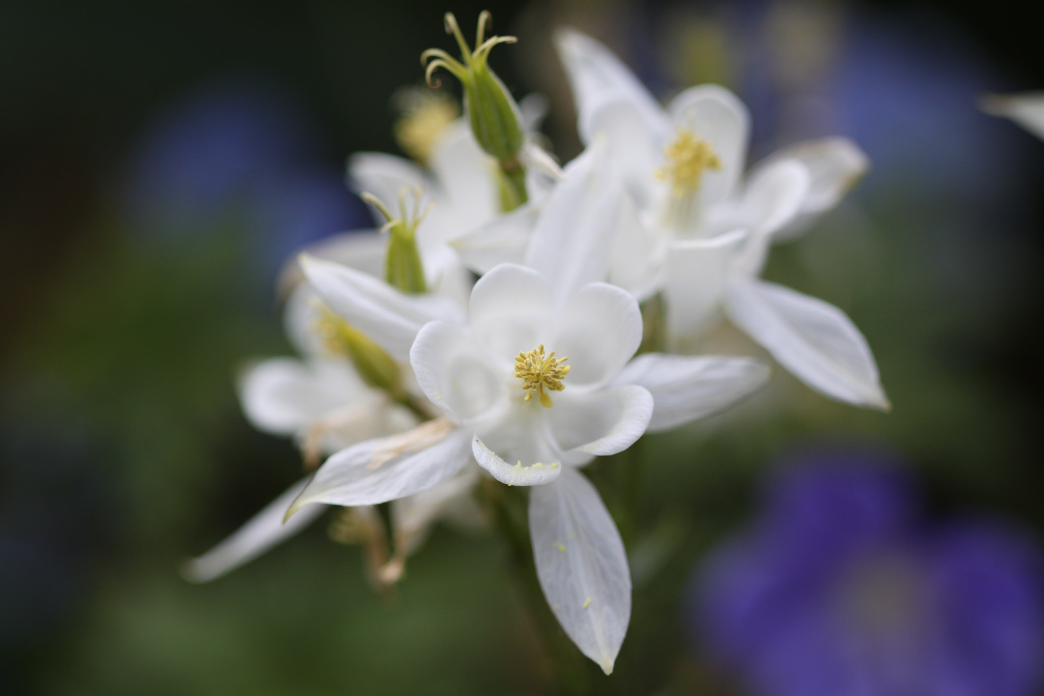 Canon EF 100mm F2.8 Macro USM sample photo. White dwarfs photography