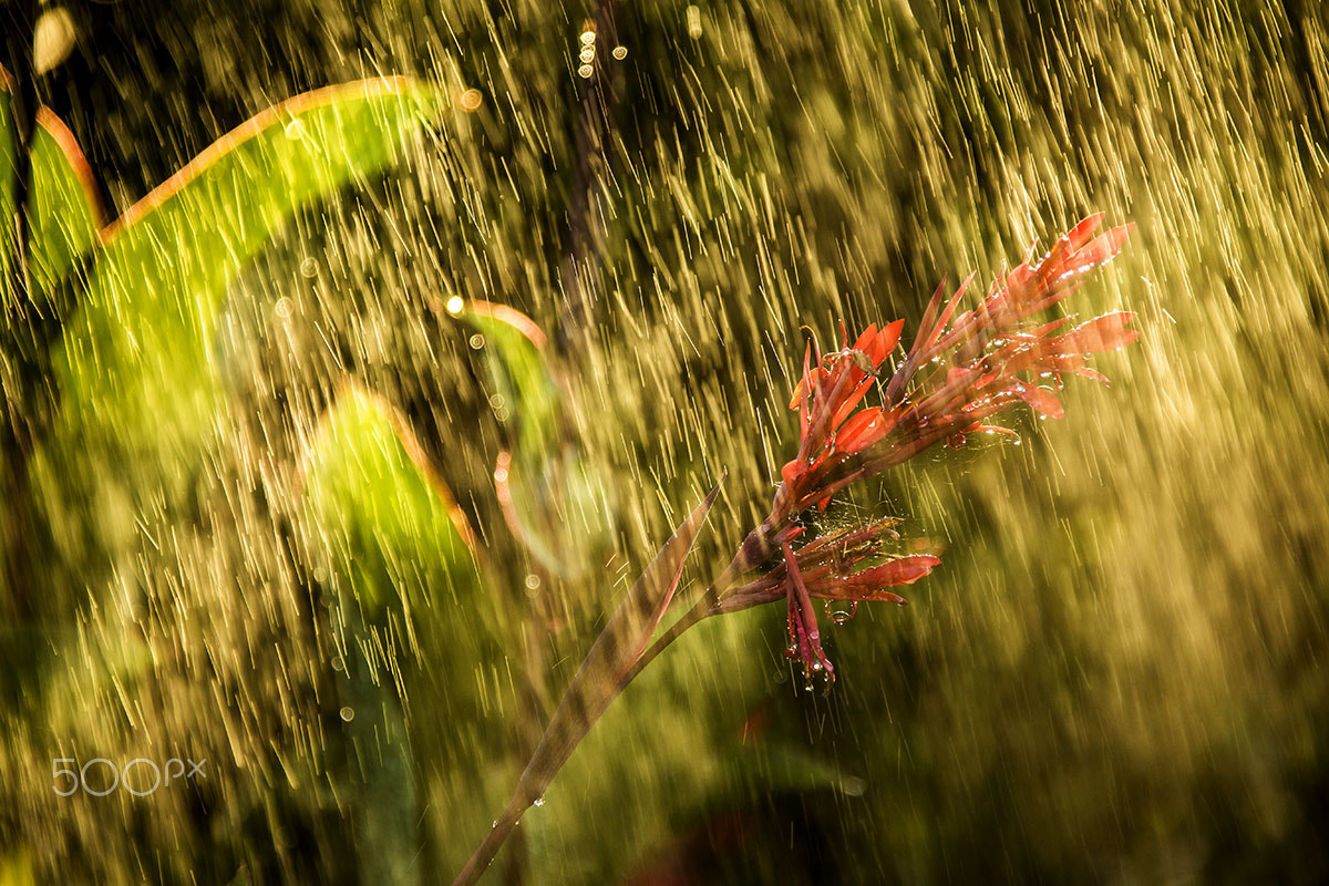 Canon EF 28-300mm F3.5-5.6L IS USM sample photo. The weather is strange n.2 photography