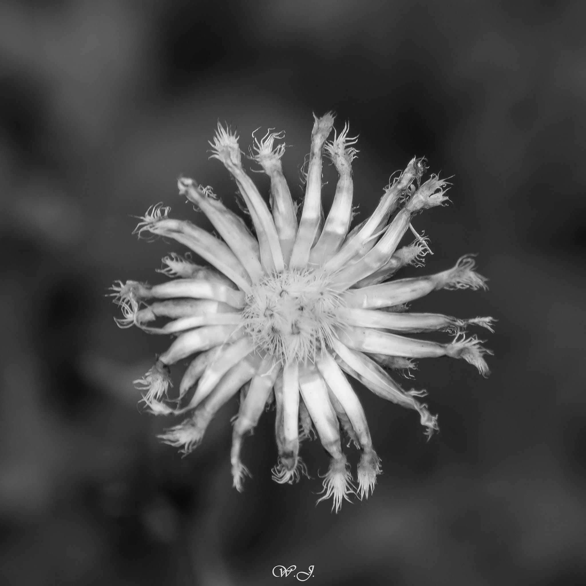 Sony ILCA-77M2 + Tamron SP AF 90mm F2.8 Di Macro sample photo. Hydra photography