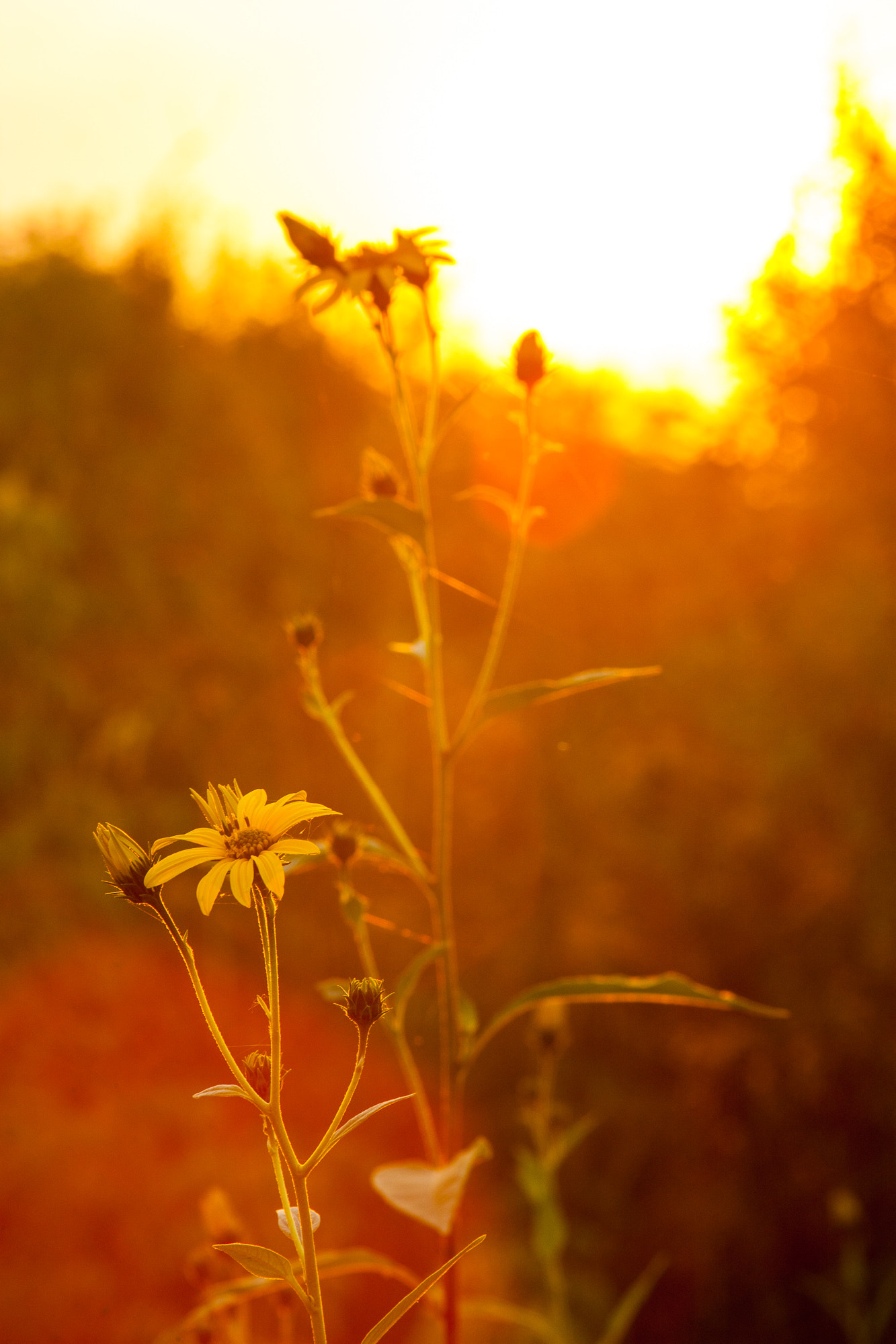 Canon EF 28-135mm F3.5-5.6 IS USM sample photo. Last light photography