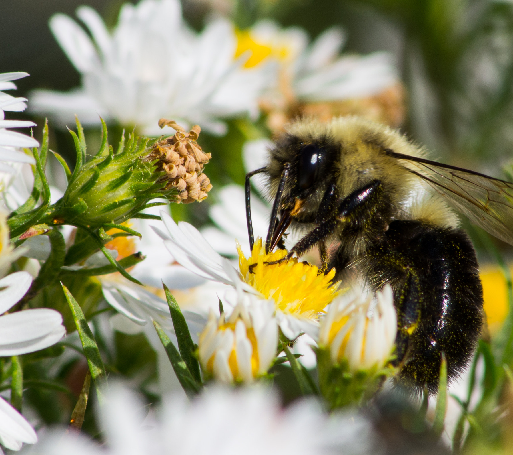 Nikon D7200 + Sigma 70-300mm F4-5.6 APO DG Macro sample photo. Bee collecting pollen  photography