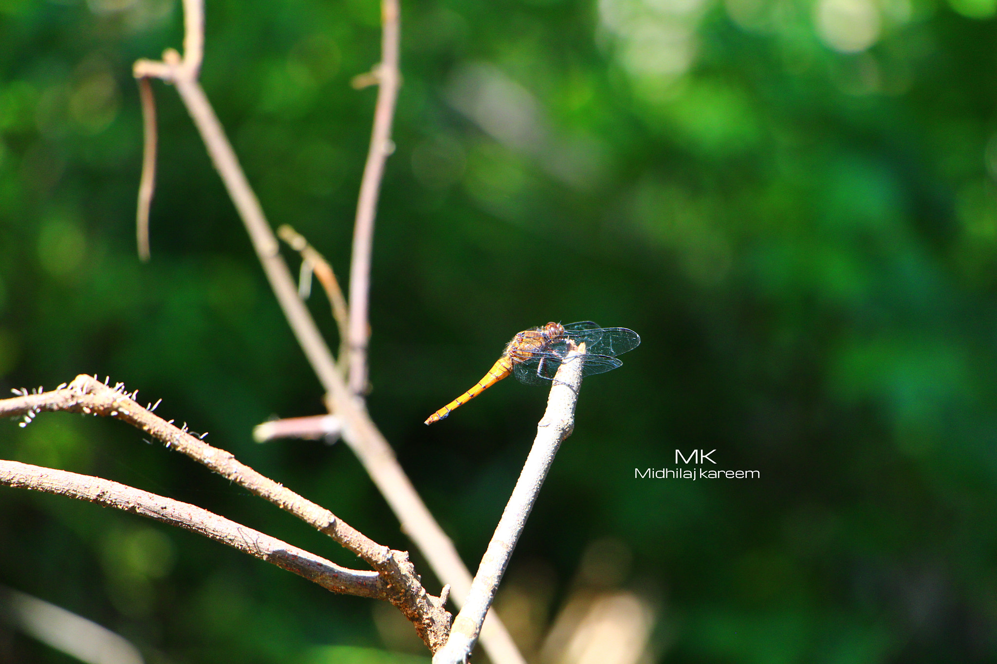 Sigma UC Zoom 35-135mm f/4-5.6 sample photo. Beauty in nature. photography