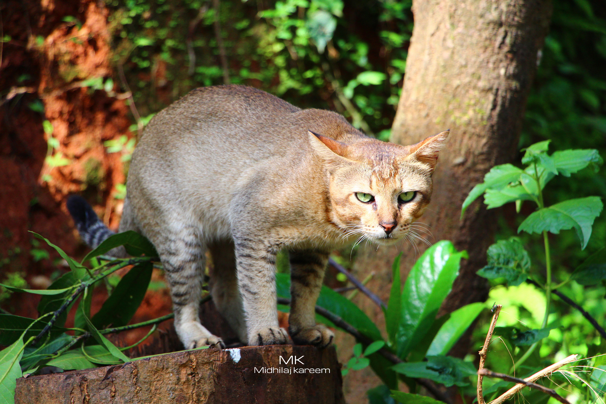 Sigma UC Zoom 35-135mm f/4-5.6 sample photo. Wild one. photography