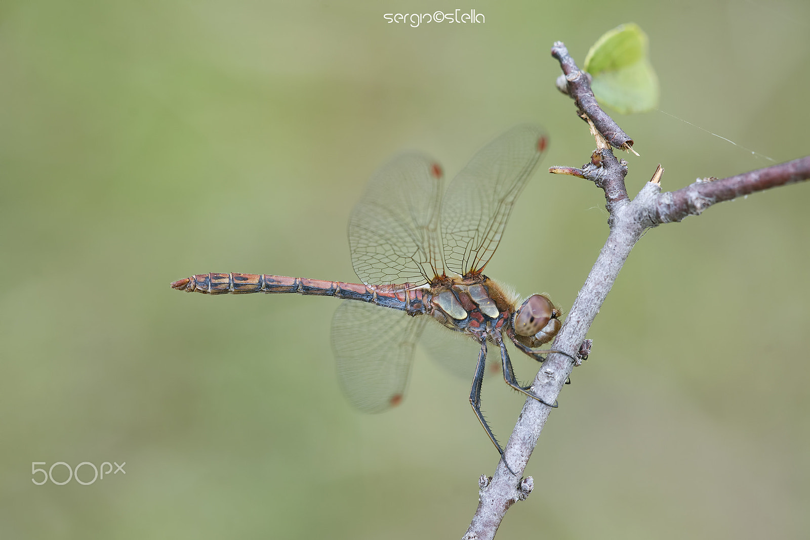 Nikon D610 + Sigma 150mm F2.8 EX DG Macro HSM sample photo. Sympetrum_striolatum_male photography